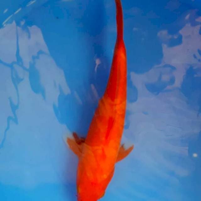 Benigoi 22cm