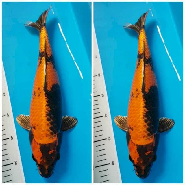 Kin Hi Utsuri 40 cm