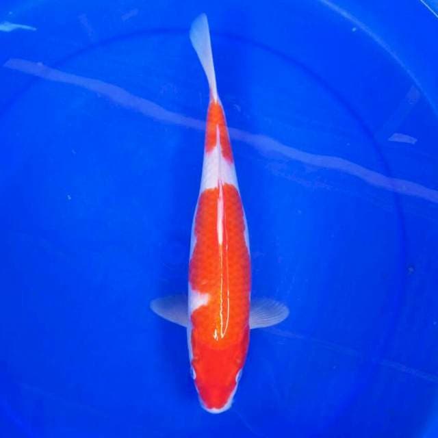 Kohaku || 34 cm