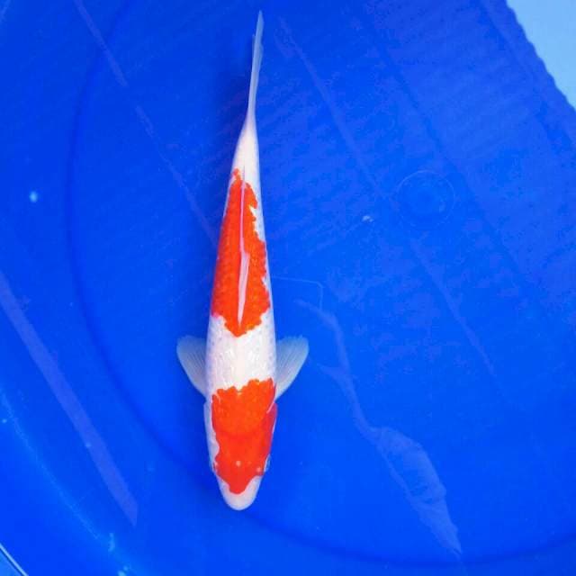 Kohaku Ginrin || 29 cm