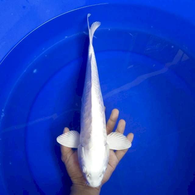 Platinum Aragoke || 39 cm
