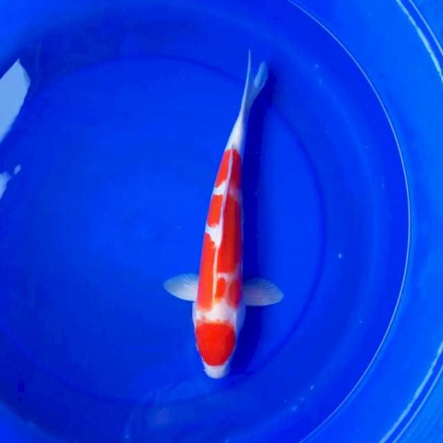 Maruten Kohaku || 37 cm