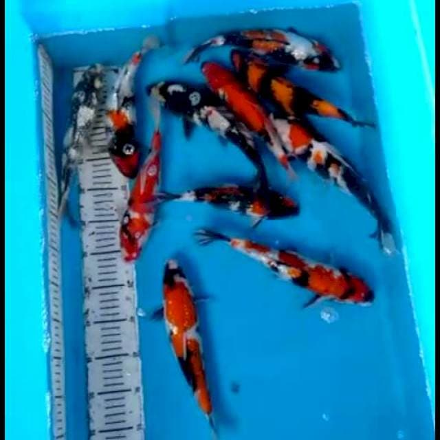 Showa Mix zupper