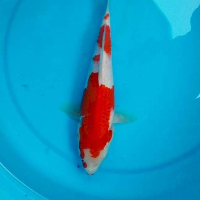 Kohaku 29cm