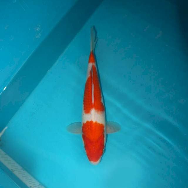 KOHAKU 28 CM