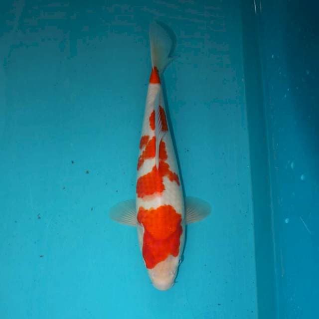 KOHAKU 31 CM
