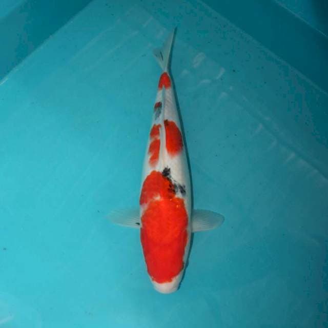 SANKE 31 CM