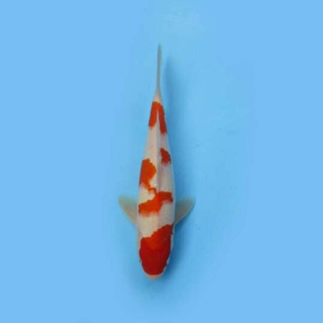 Kohaku 29 cm
