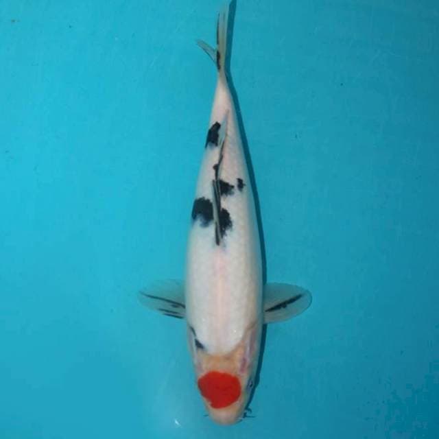 TANCHO SANKE 26 CM