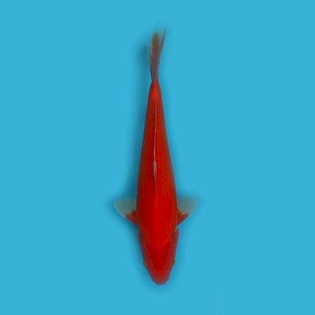 Benigoi 25cm