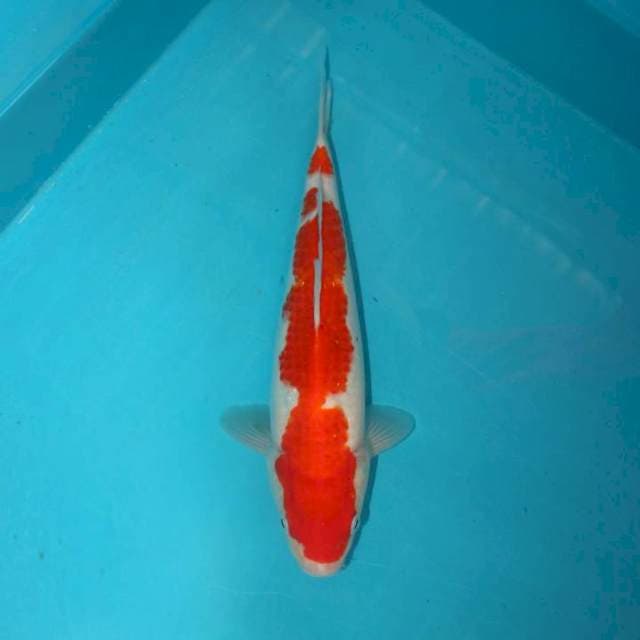 KOHAKU 28 CM
