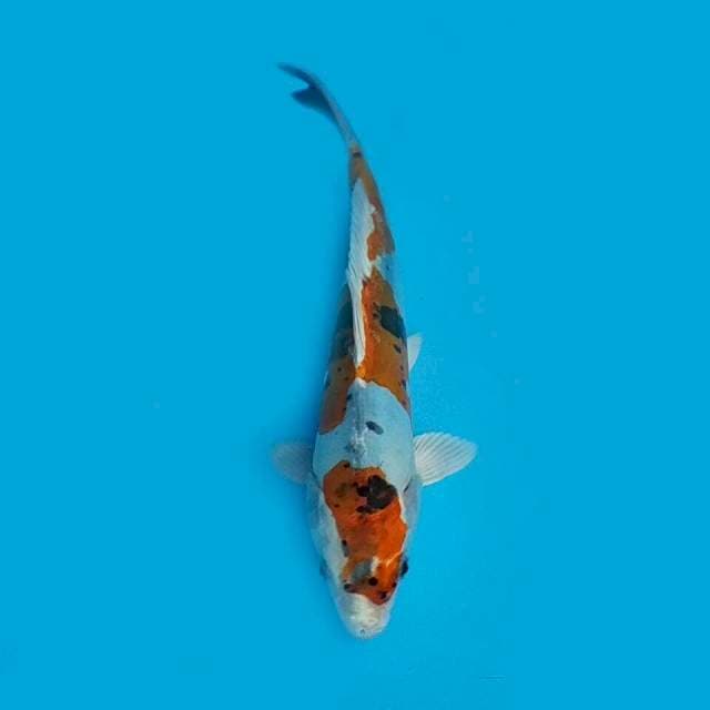Kiko 25cm