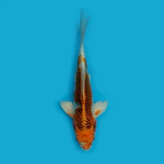 Kujaku kumpai 30cm