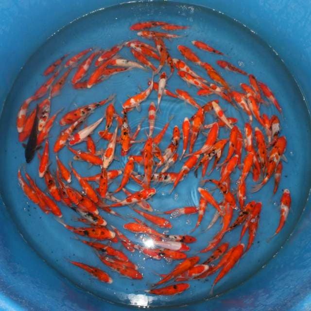 KOHAKU SANKE 10-21 CM 150 EKOR