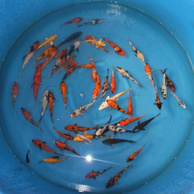 PAKET MIX 6-20 CM 56 EKOR