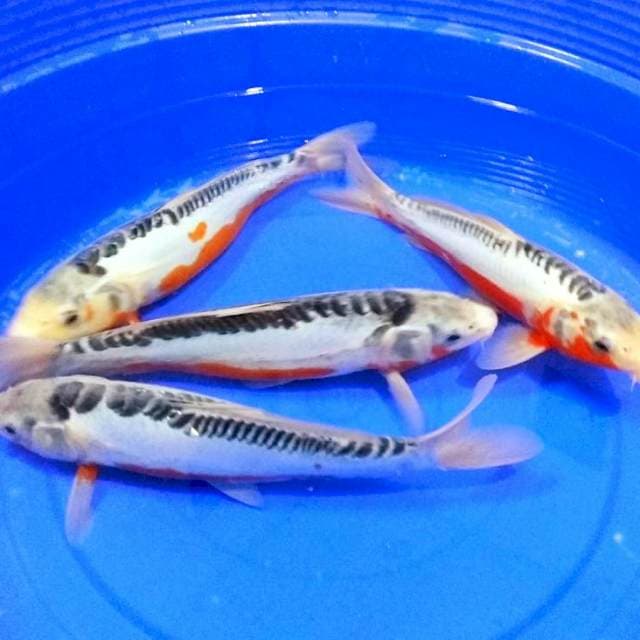 Hana shusui strip merah 40an cm