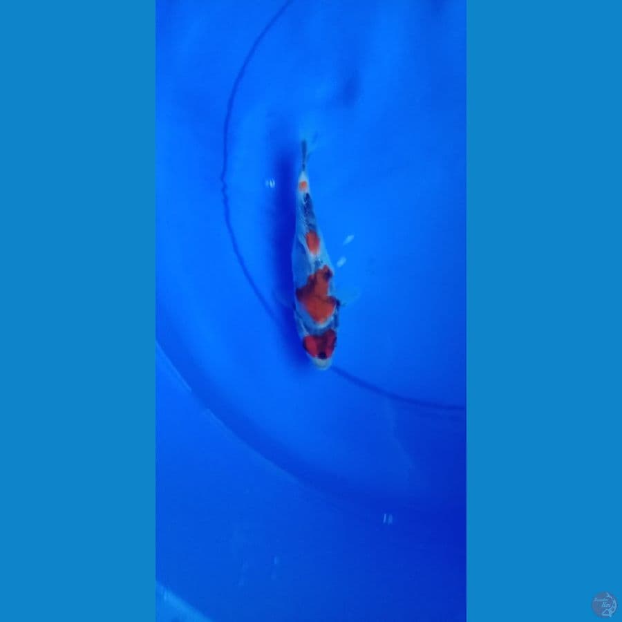 Showa