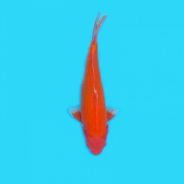 Benigoi 28cm