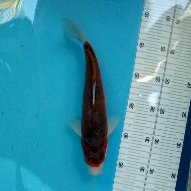 Goromo 26cm