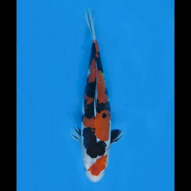 Showa Doitsu Murni - 34cm Female