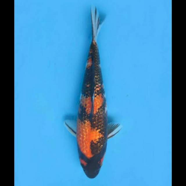 Ki Showa Ginrin Female - 35cm