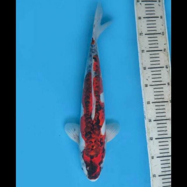 45cm Male - Super Unique Kawarimono