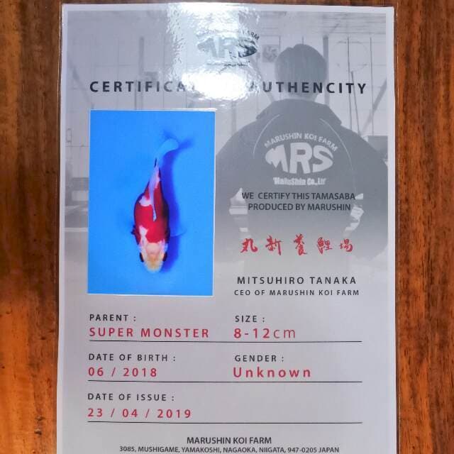 Tamasaba (Marushin) 8 cm. Import dan sertifikat