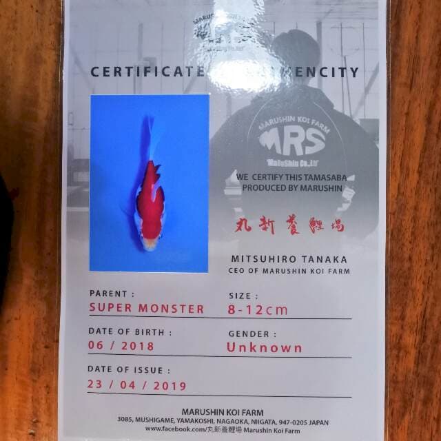 Tamasaba ( Marushin) 9 cm. Import dan sertifikat