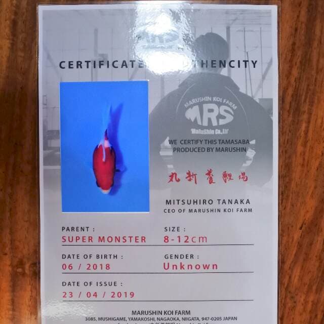 Tamasaba (Marushin) 10 cm. import dan sertifikat
