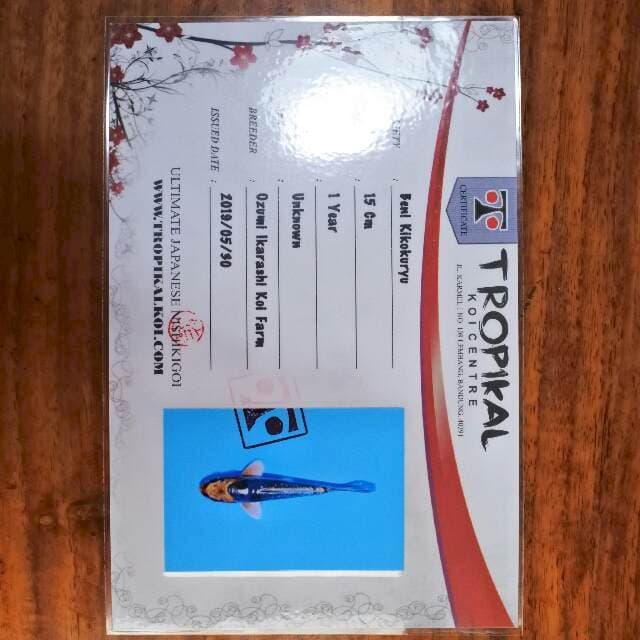 Beni kikokuryu (Ozumi Ikarashi) 15 cm. import dan sertifikat