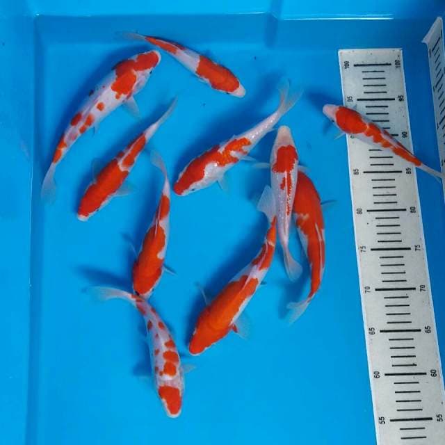 Mix kohaku 10 ekor