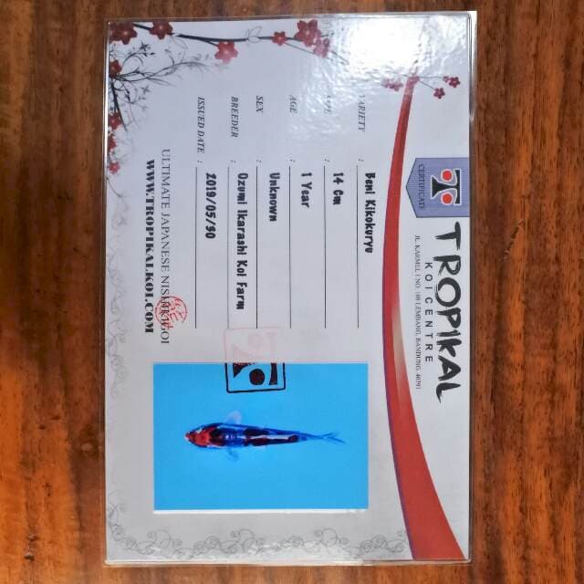 Beni Kikokuryu (Ozumi Ikarashi) 14 cm. import dan sertifikat