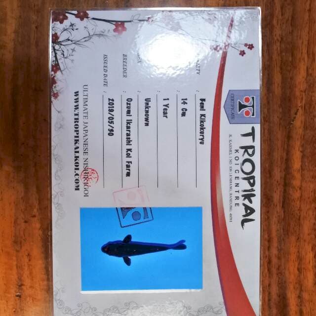 Beni kikokuryu (Ozumi Ikarashi) 14 cm. import dan sertifikat