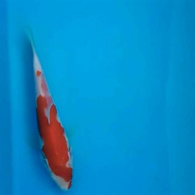 Kohaku ~ Good skin Taniguchi Bloodline