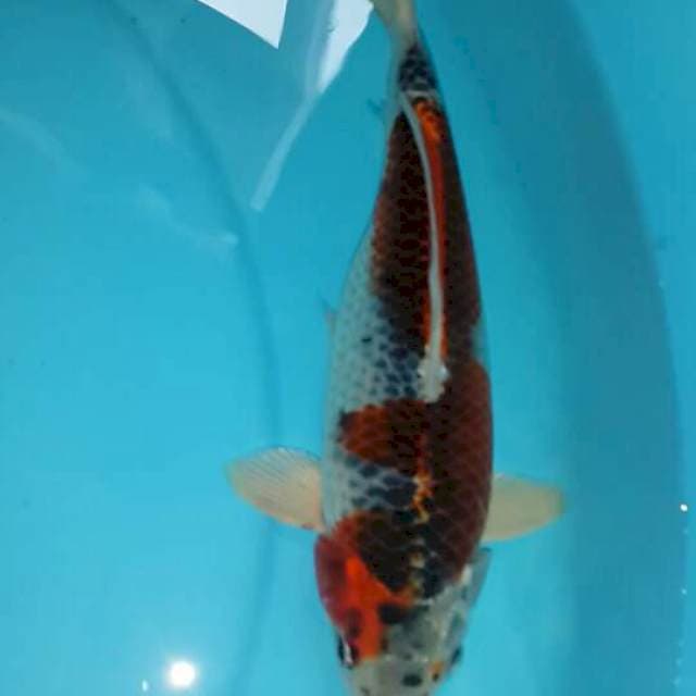 Goshiki