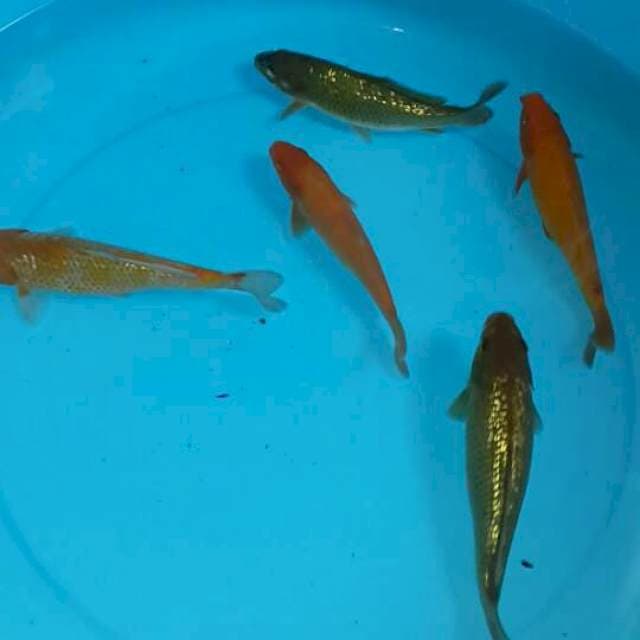 Pejinak kolam 5 ekor