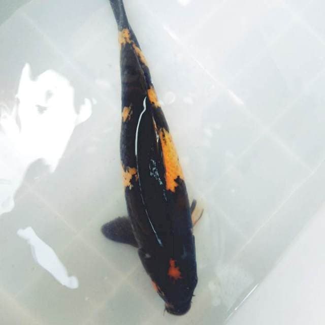 HIU 45CM