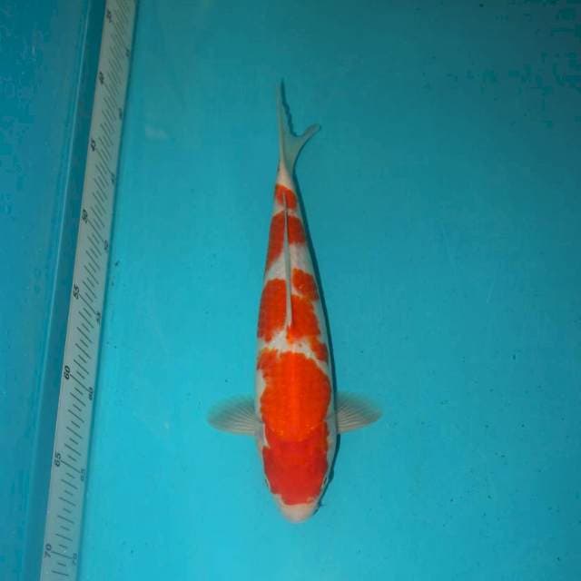 Kohaku 28 cm