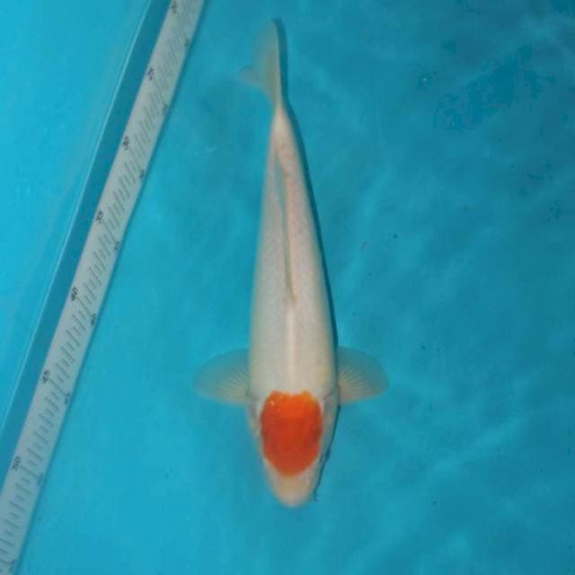 Tancho 30 cm