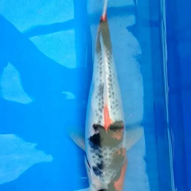 goshiki showa 30cm