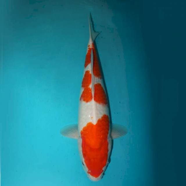 Kohaku 33 cm