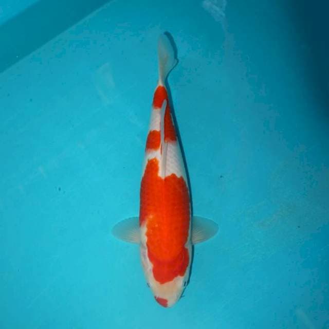 Kohaku 29 cm