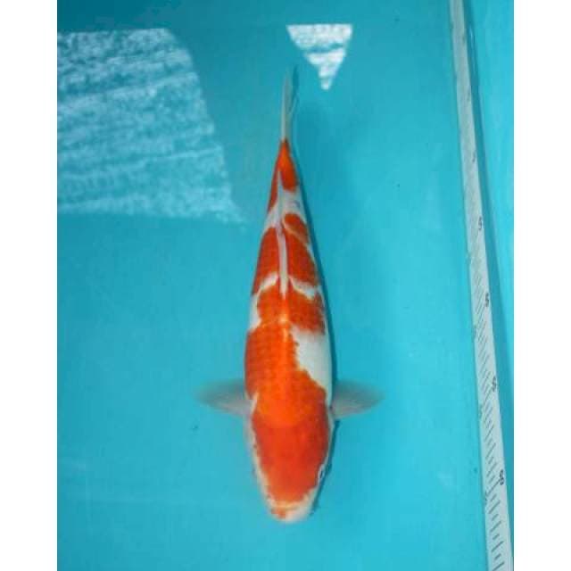 Kohaku 30 cm