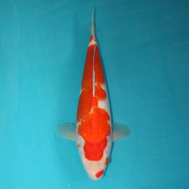 Kohaku 32 cm