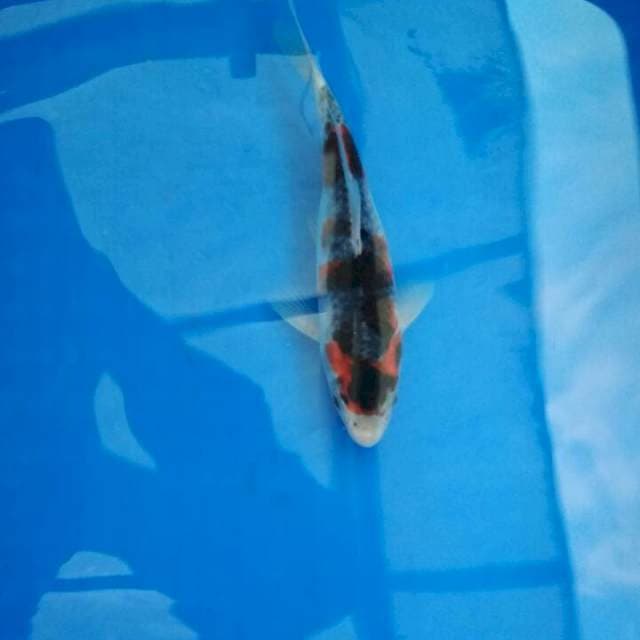 goshiki showa 24cm