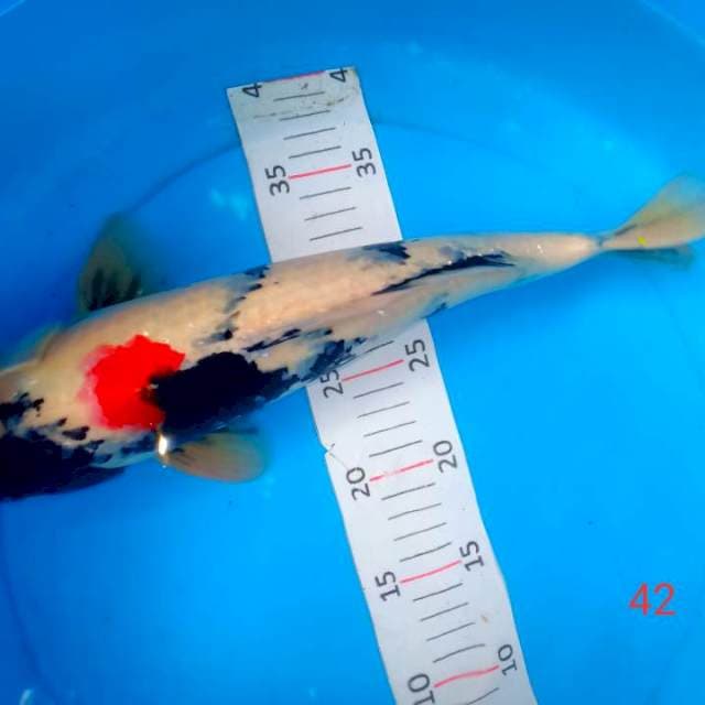 42 cm