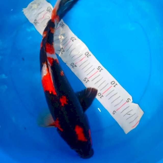 42cm