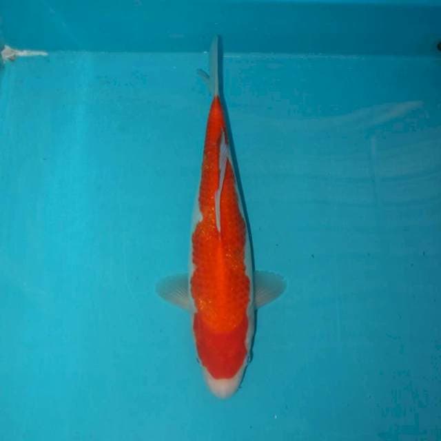 OMOYO KOHAKU 35 CM