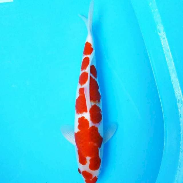 Kohaku cantik strong 40 Bu
