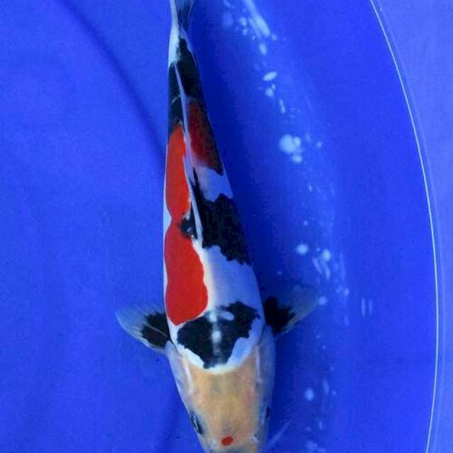 Showa doitsu ±25cm